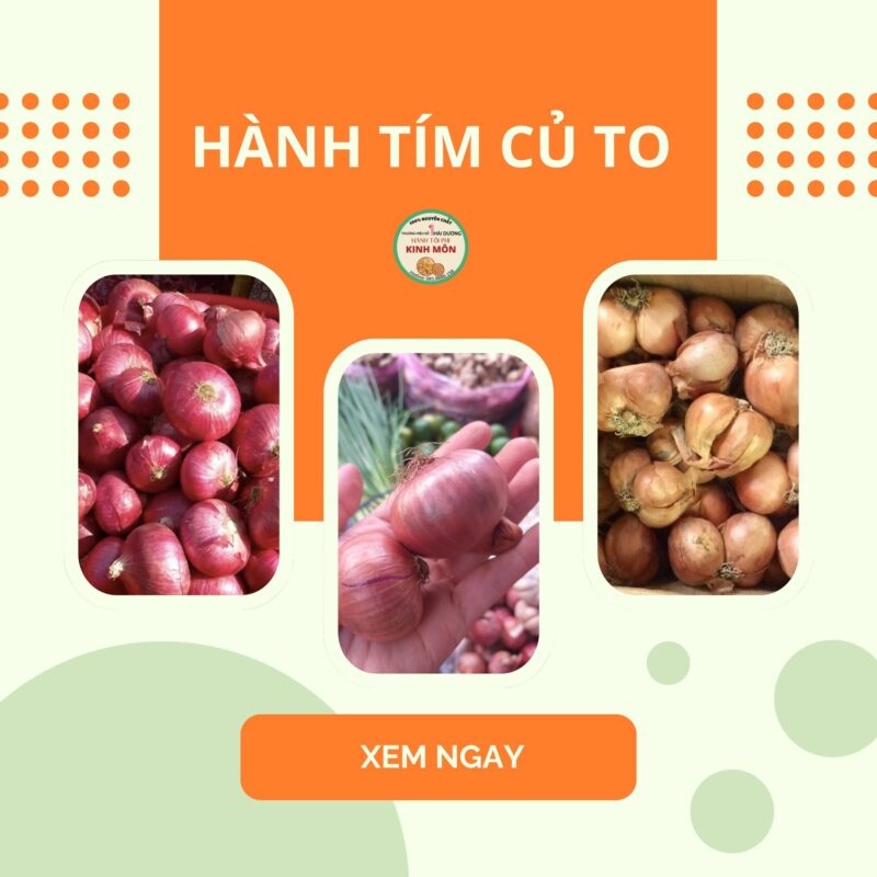 Hành tím củ to Nên chọn loại nào để phi hành ngon nhất