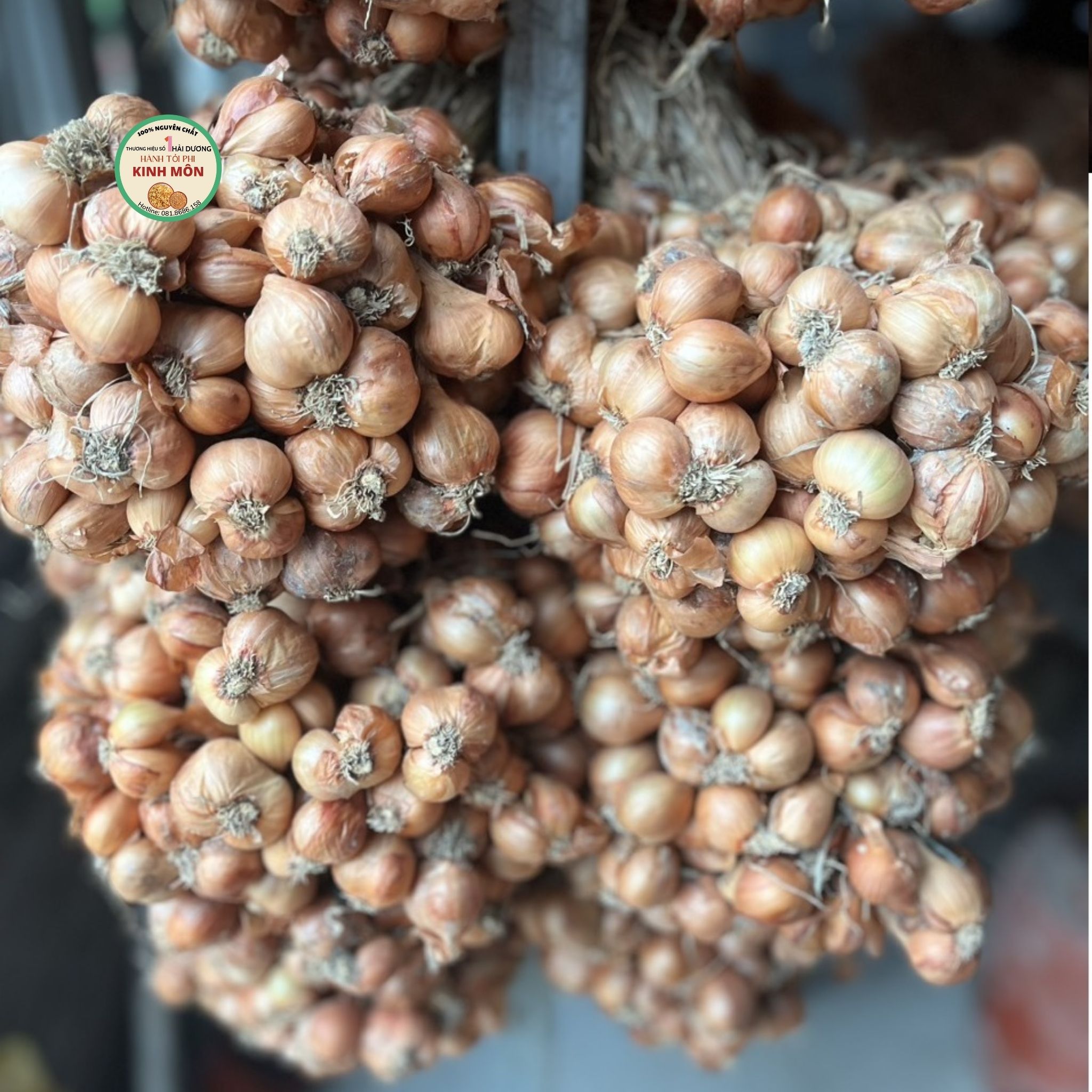 Hành tím Kinh Môn trồng ở Việt Nam