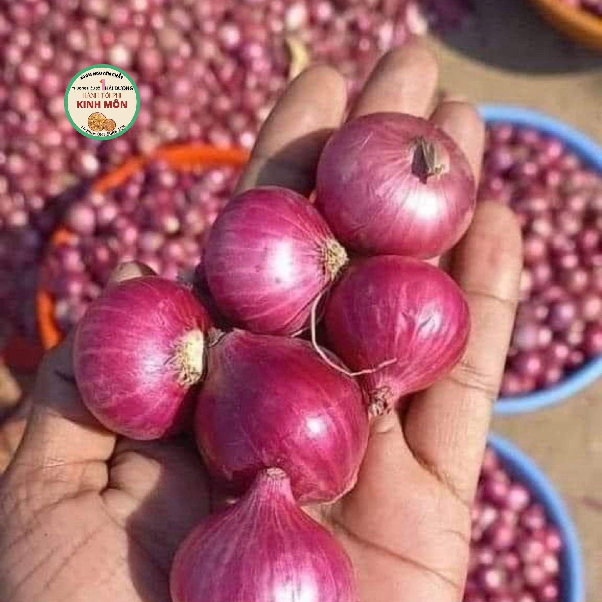 Thị trường hành Indo và vai trò trong chuỗi cung ứng ngành thực phẩm Việt